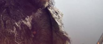 Первый король Рима (2019)